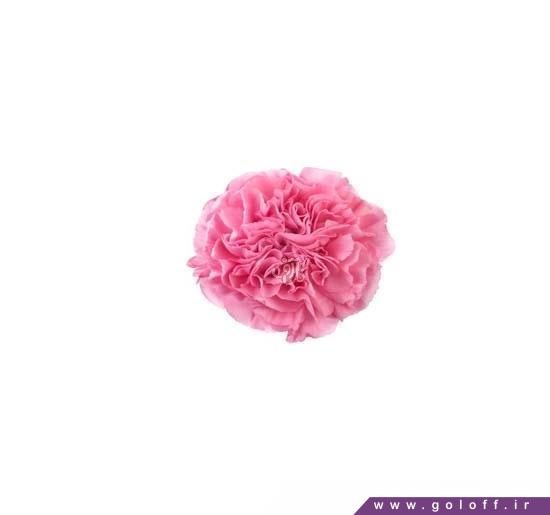 خرید شاخه گل اینترنتی - گل میخک بنجی - Carnation | گل آف